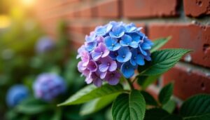 Quelle est la distance idéale pour planter un hortensia près d’un mur ?